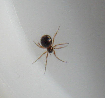 Sardinidion blackwalli