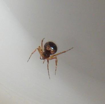 Sardinidion blackwalli