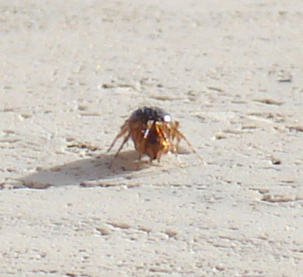 Sardinidion blackwalli