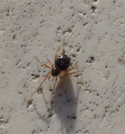 Sardinidion blackwalli