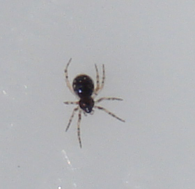 Sardinidion blackwalli