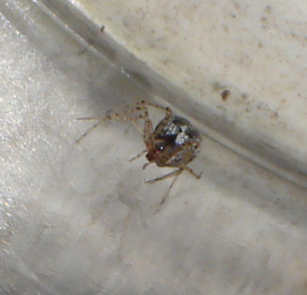 Platnickina sp.