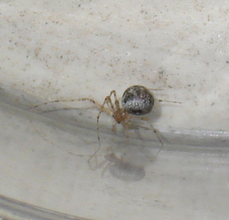 Platnickina sp.