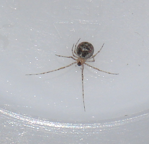 Platnickina sp.