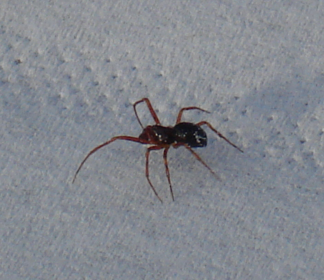 Linyphiidae