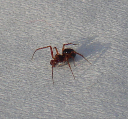 Linyphiidae