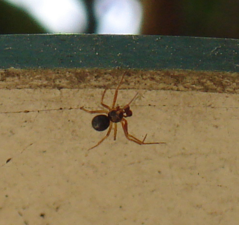 Linyphiidae