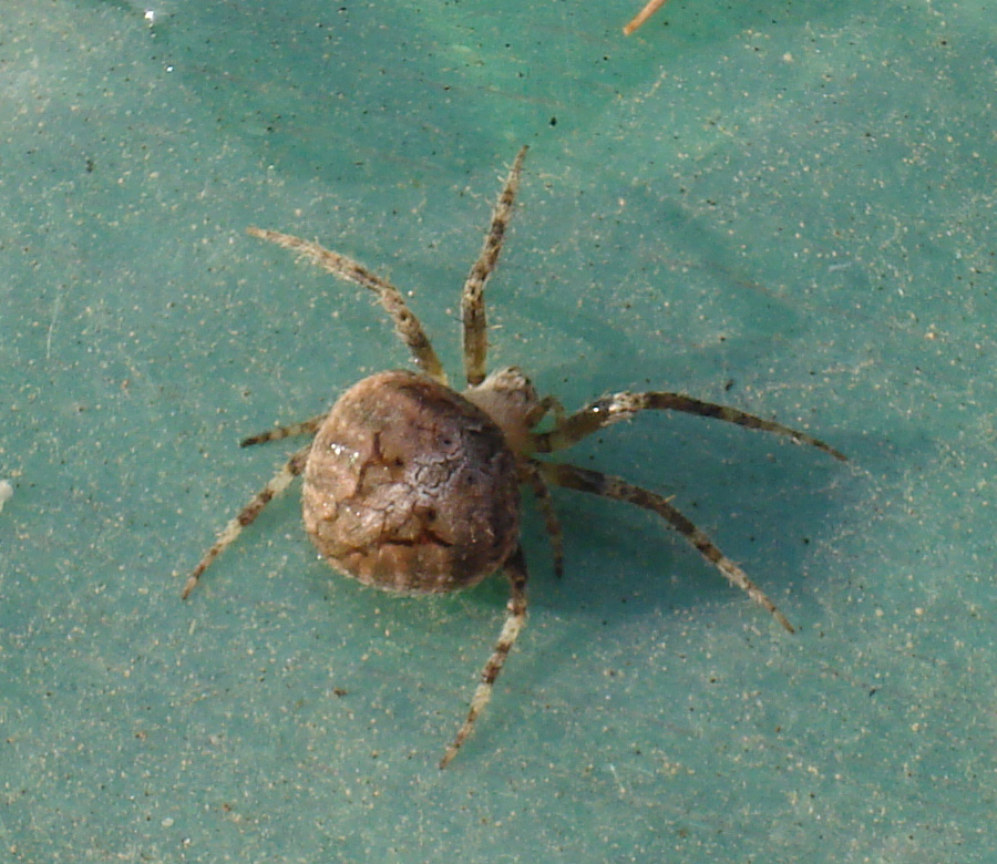 Neoscona subfusca