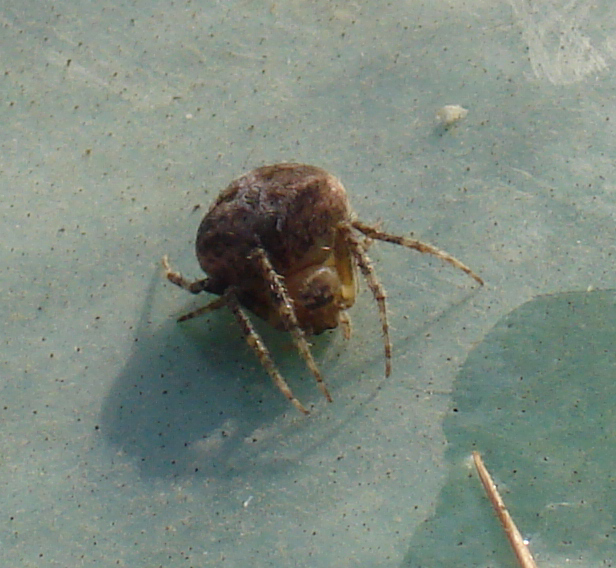 Neoscona subfusca