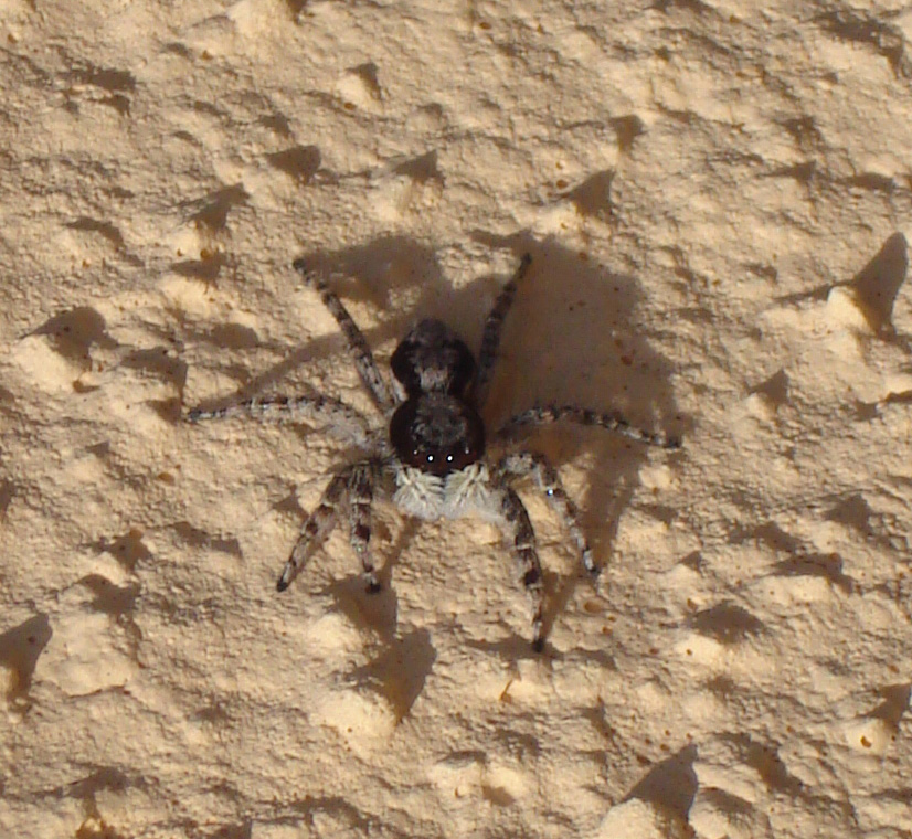 Menemerus sp.