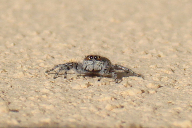 Menemerus sp.