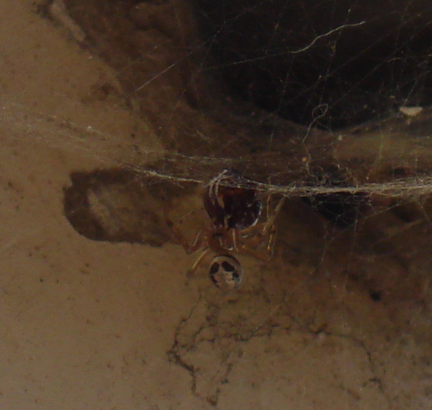 Theridiidae