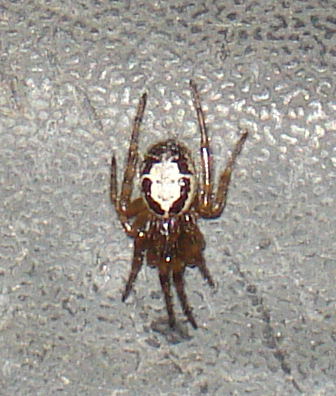 Theridiidae
