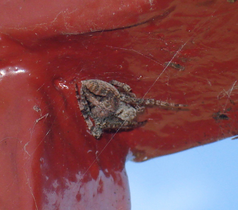 Neoscona subfusca