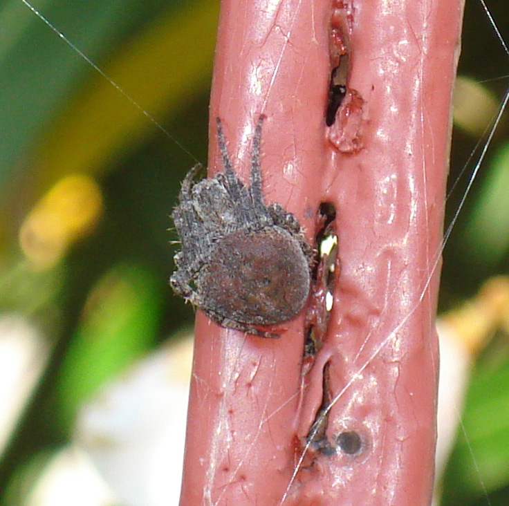 Neoscona subfusca