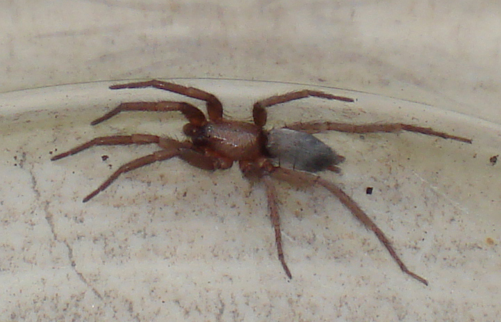 Scotophaeus cf. blackwalli