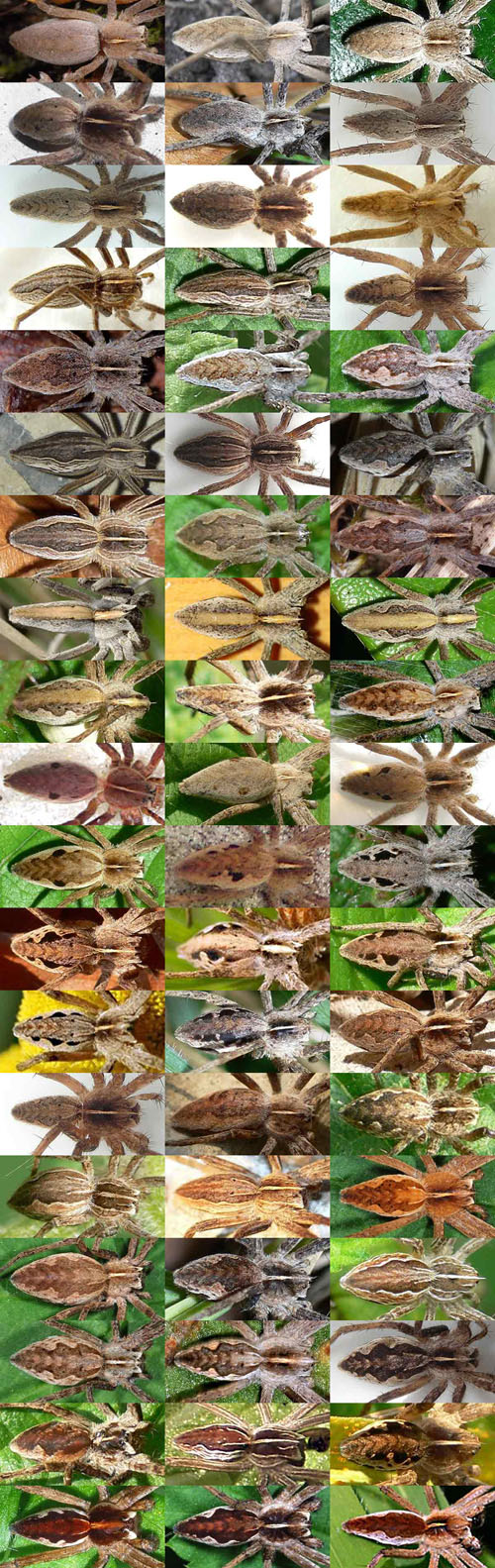 Pisaura sp.