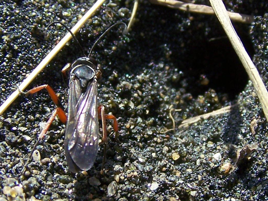 Pompilidae: Episyron cf. rufipes