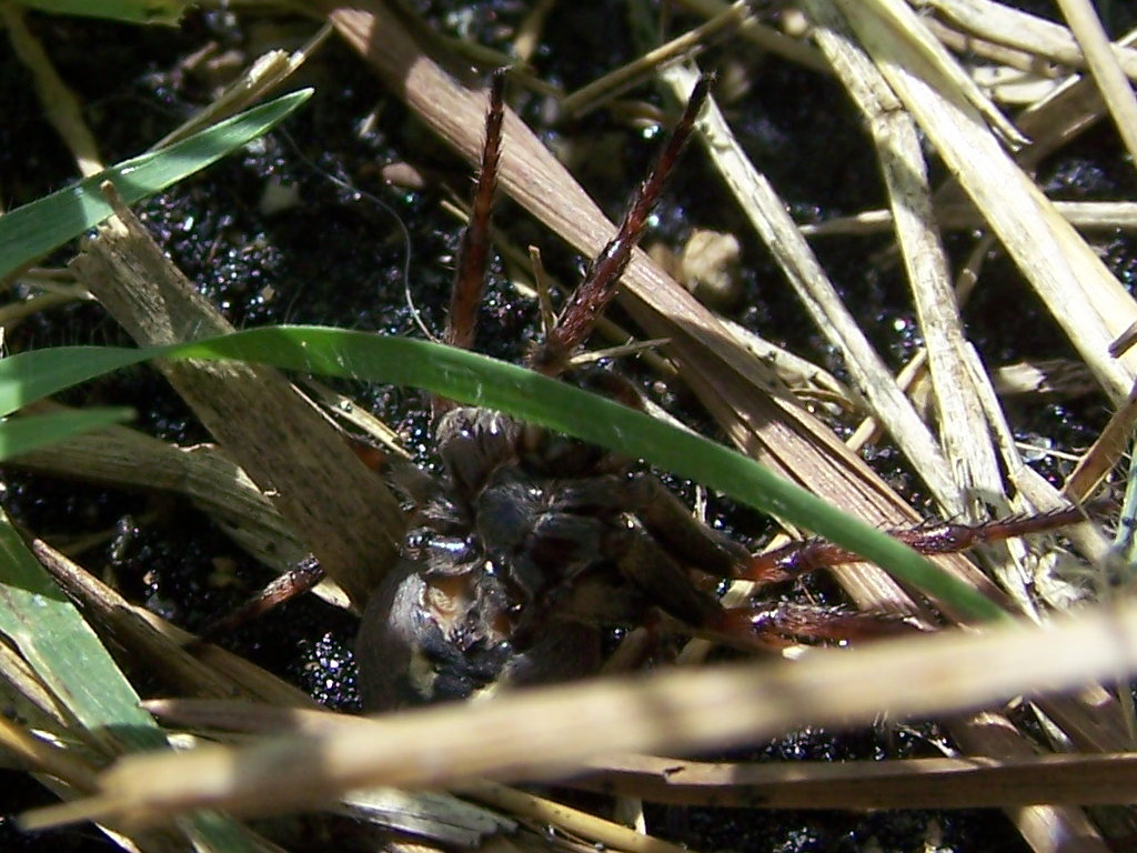 Pompilidae: Episyron cf. rufipes