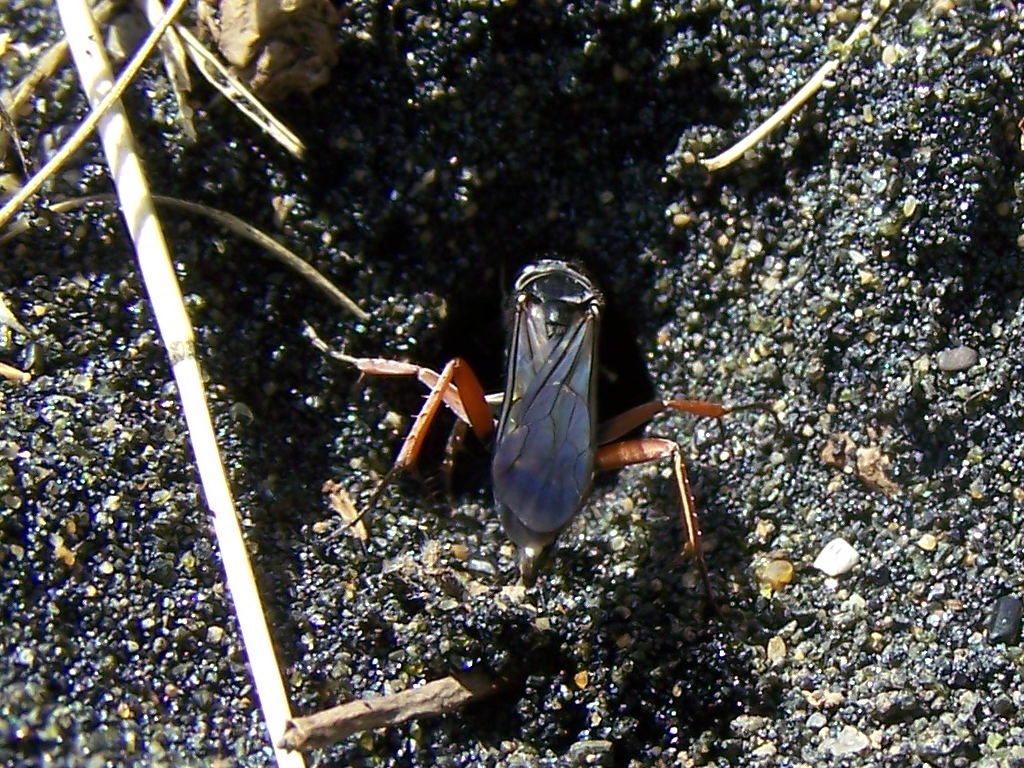 Pompilidae: Episyron cf. rufipes
