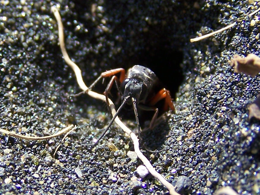 Pompilidae: Episyron cf. rufipes
