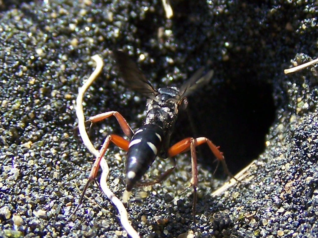 Pompilidae: Episyron cf. rufipes