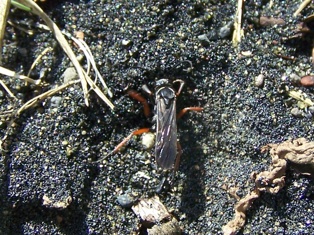 Pompilidae: Episyron cf. rufipes
