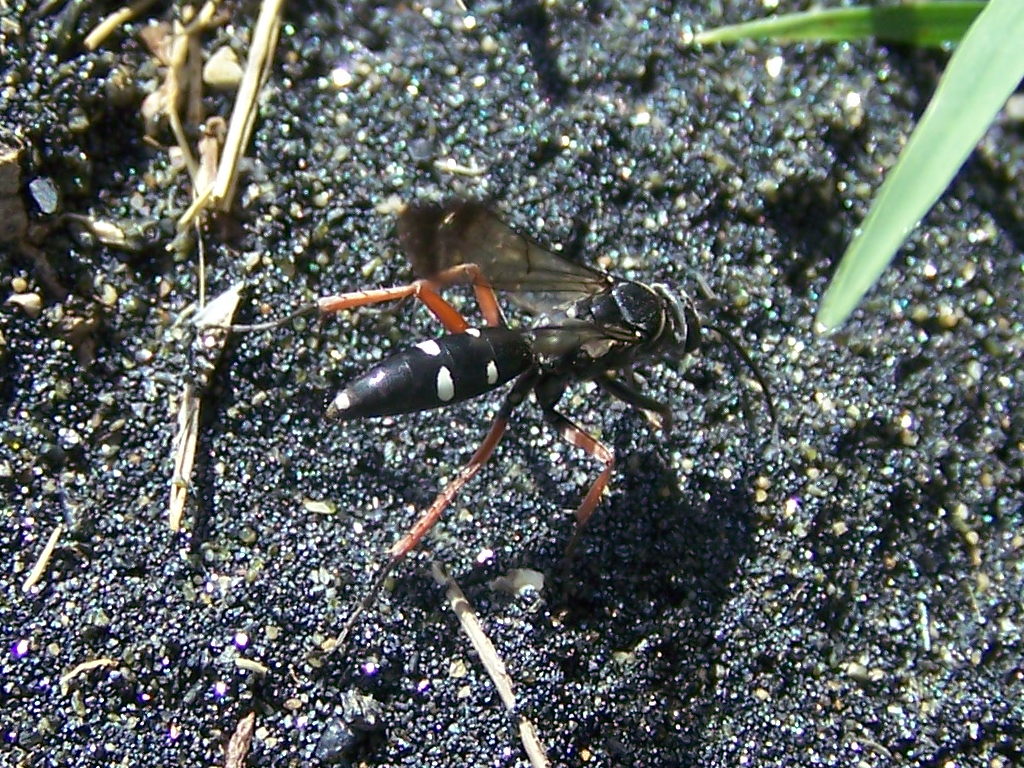 Pompilidae: Episyron cf. rufipes