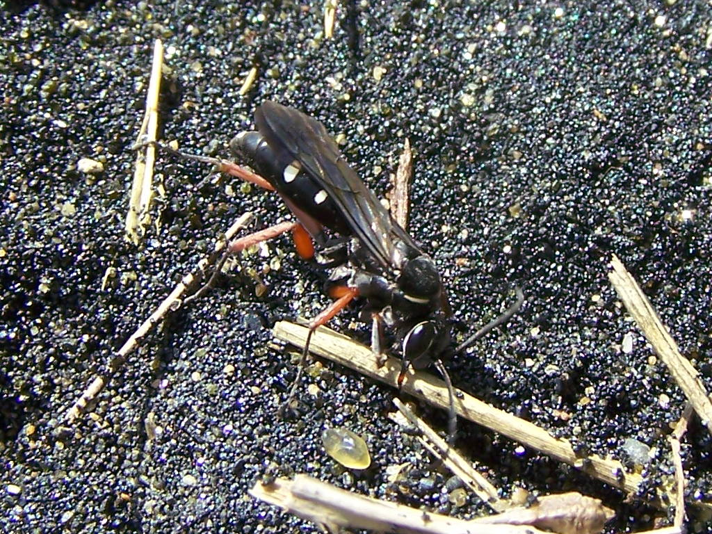 Pompilidae: Episyron cf. rufipes