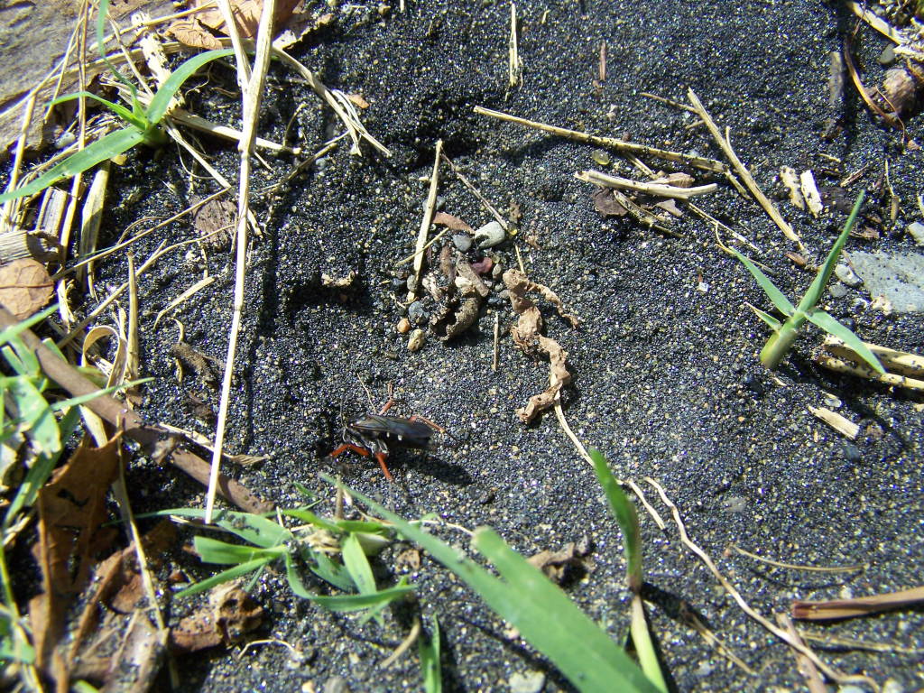 Pompilidae: Episyron cf. rufipes