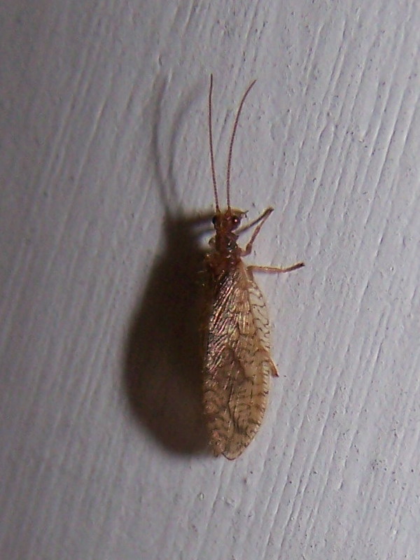 Micromus angulatus