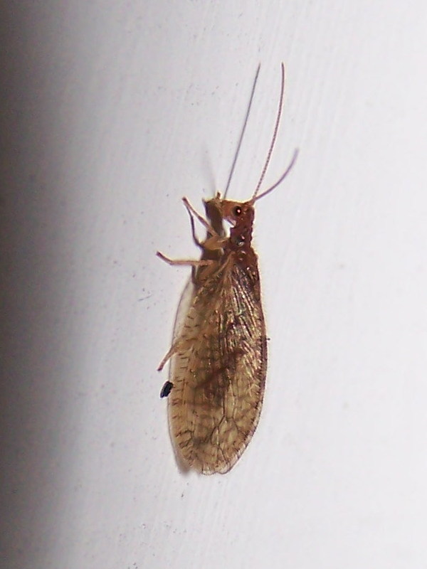 Micromus angulatus