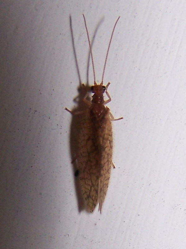 Micromus angulatus