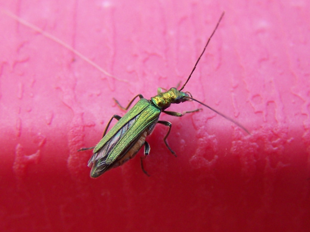 Oedemera nobilis f auriceps