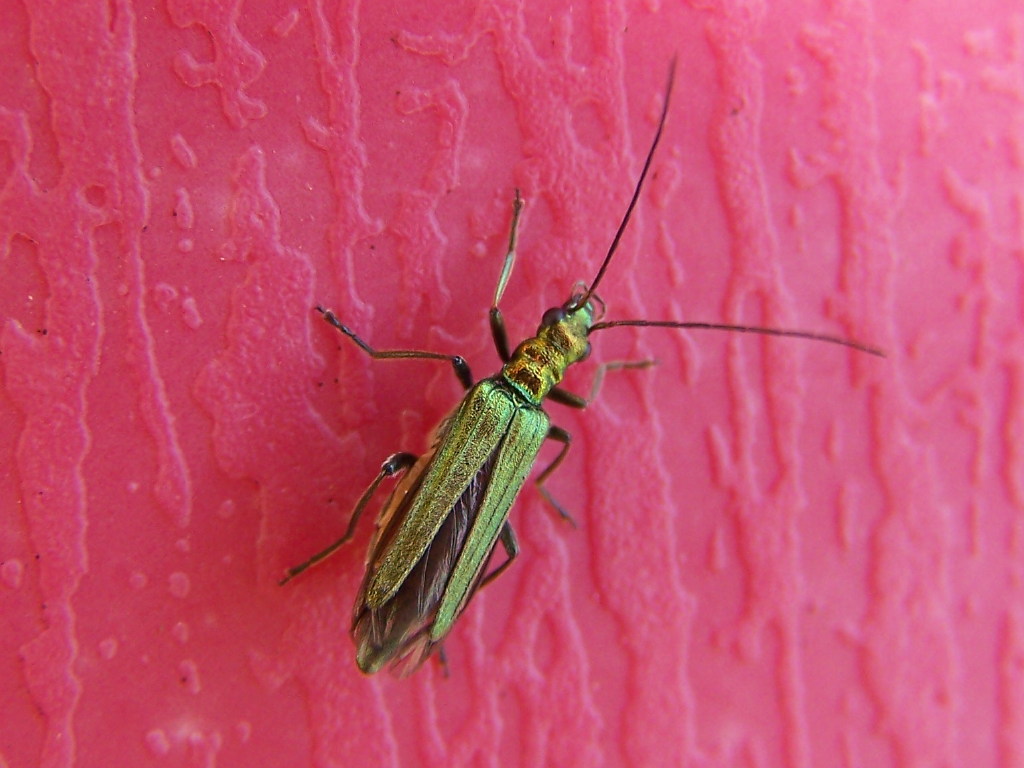 Oedemera nobilis f auriceps