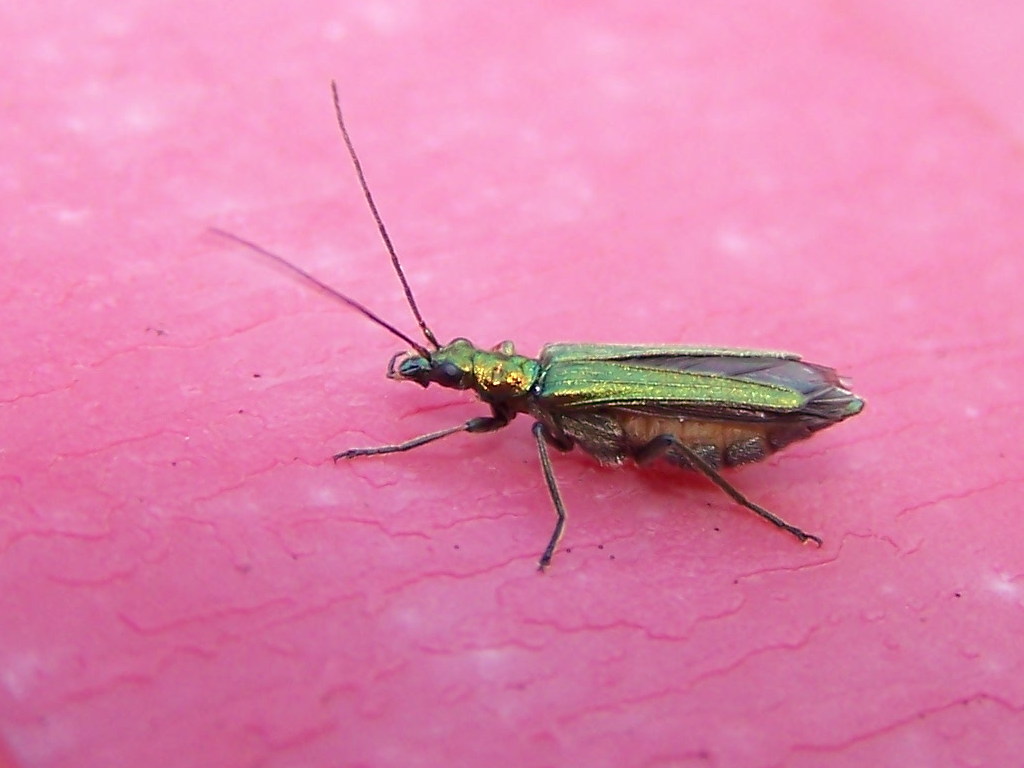 Oedemera nobilis f auriceps