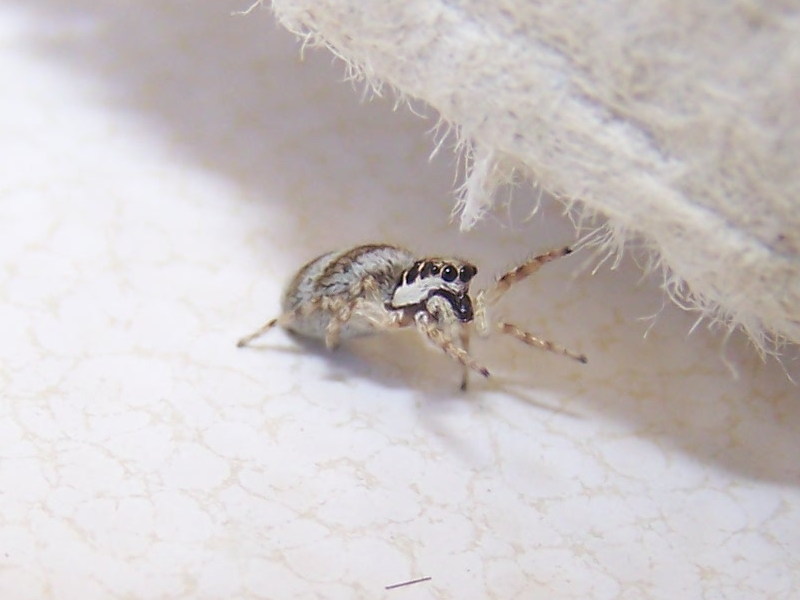 Salticus sp.