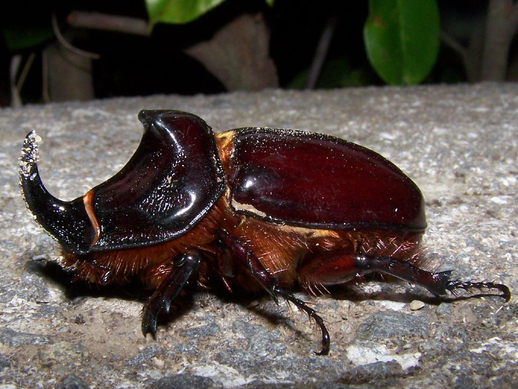 Oryctes nasicornis