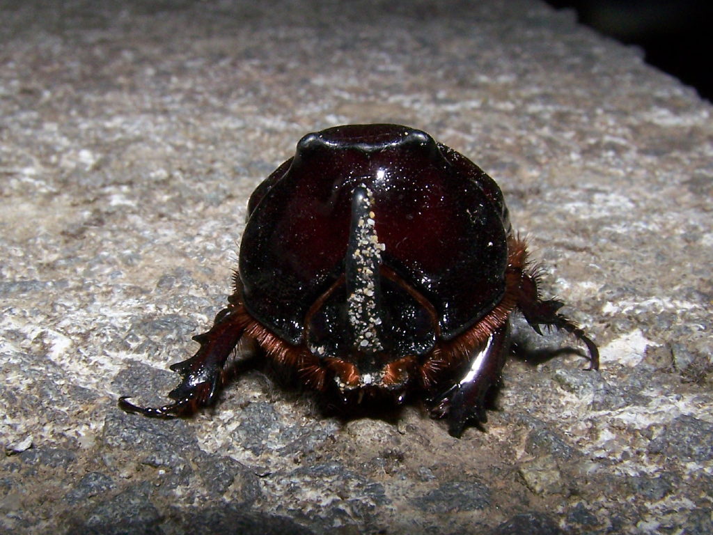 Oryctes nasicornis
