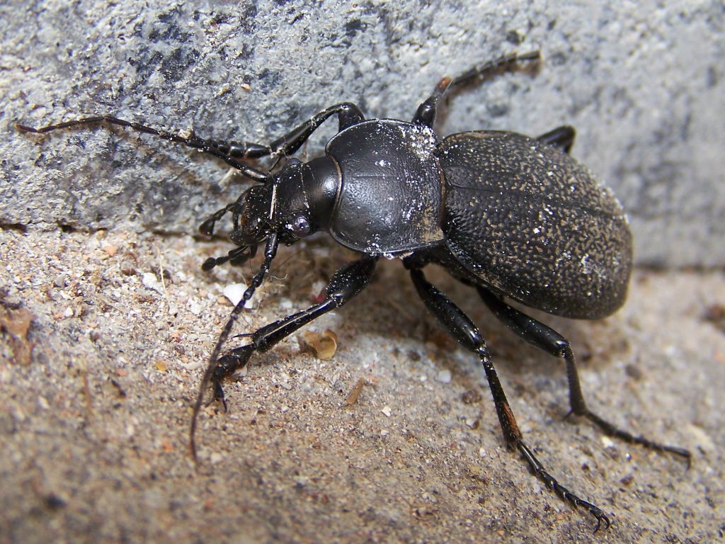 Carabus coriaceus