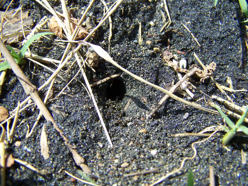 Pompilidae: Episyron cf. rufipes