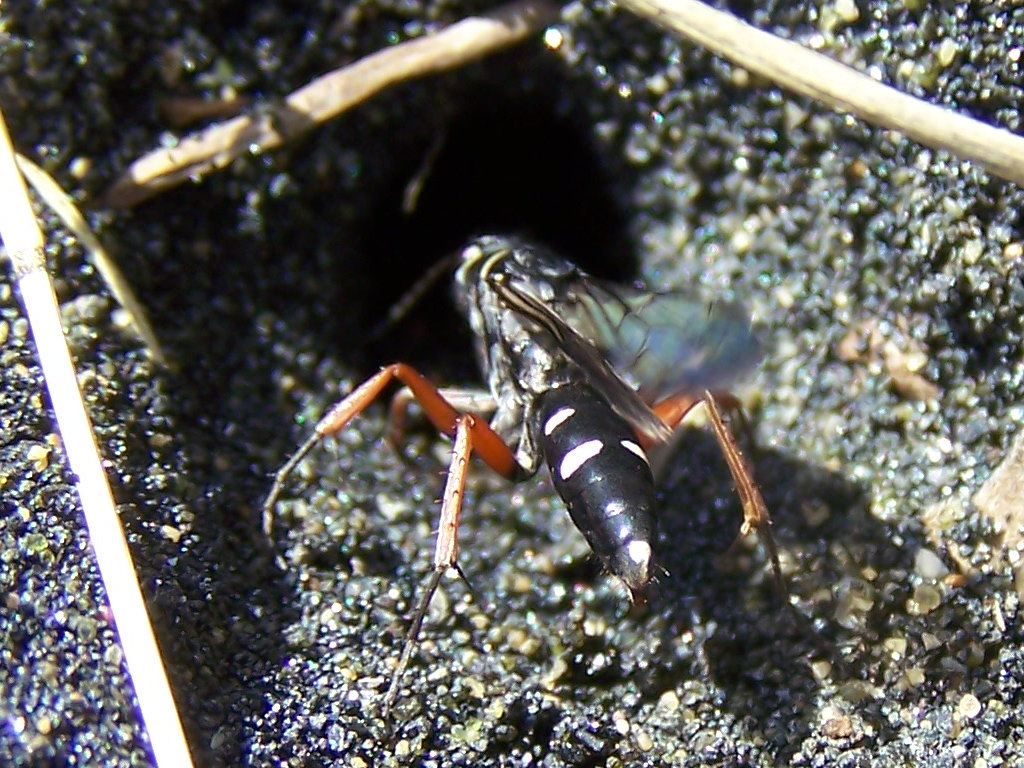 Pompilidae: Episyron cf. rufipes