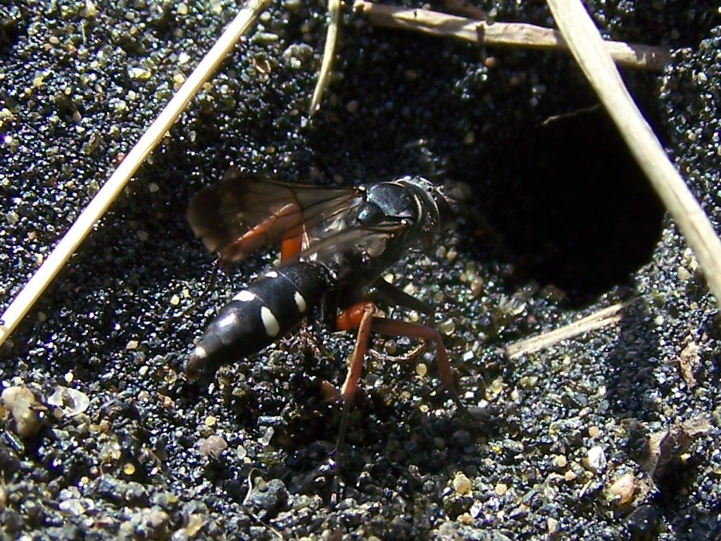 Pompilidae: Episyron cf. rufipes