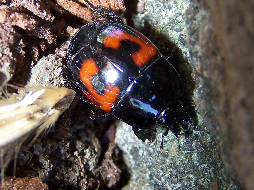 Hister quadrimaculatus