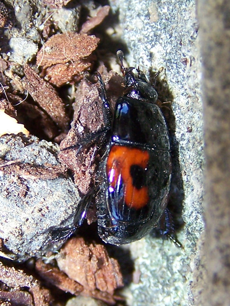 Hister quadrimaculatus