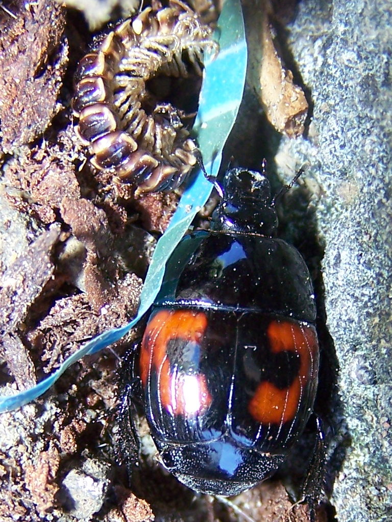 Hister quadrimaculatus
