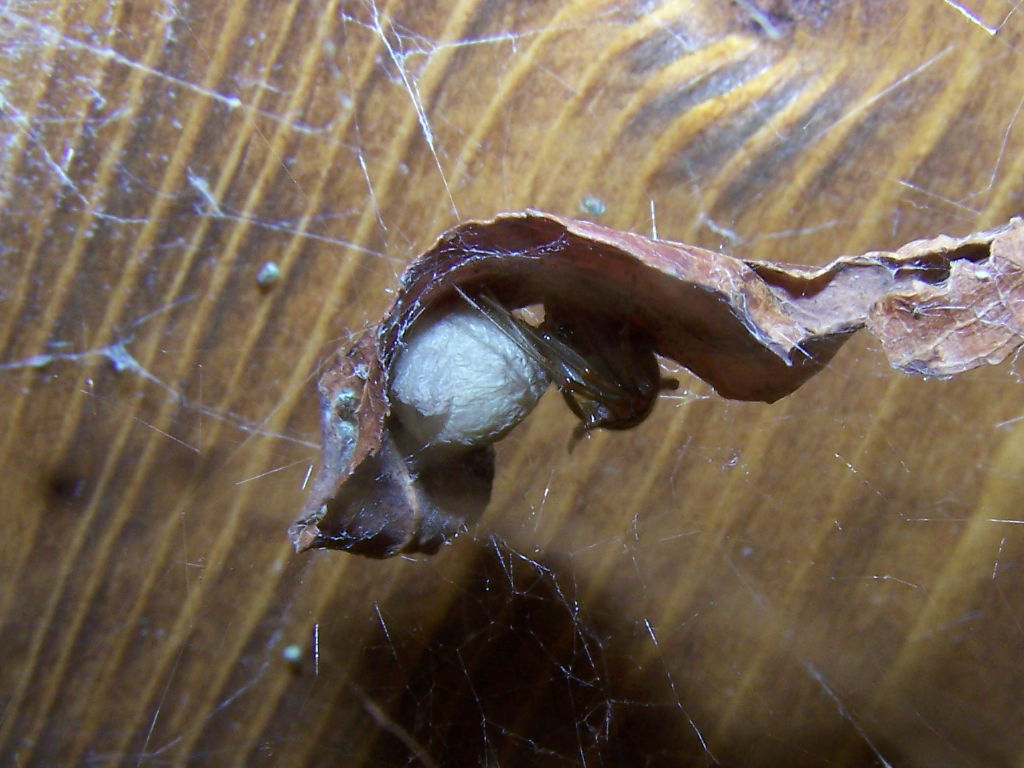 una foglia come nido (Parasteatoda con uova e Argyrodes)