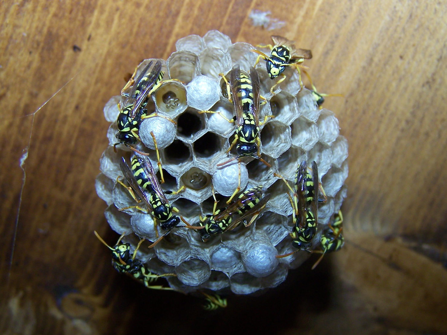 Polistes gallicus ♀ (Vespidae)