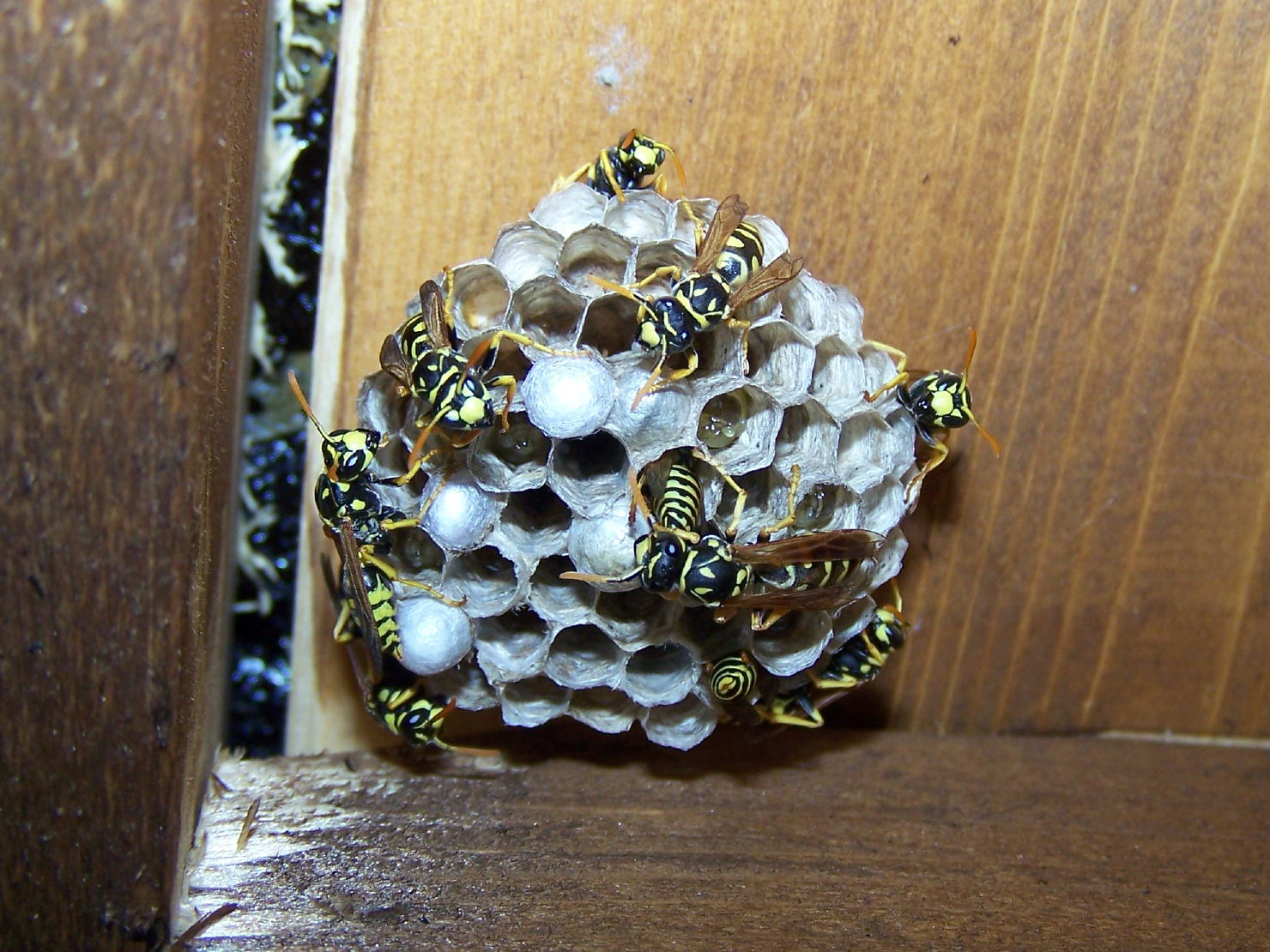 Polistes dominula ♀ (Vespidae)