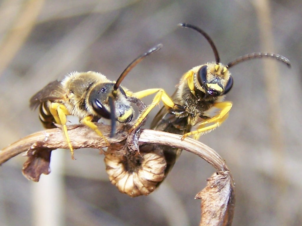 yin e yang: Halictus sexcintua